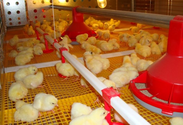 The Food Safety Service visits the Turkish chicks every day to inspect their health