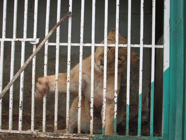 Gyumri Zoo is in a terrible situation. The owner pleads to save the lions and bears from starving (series of photos and video)