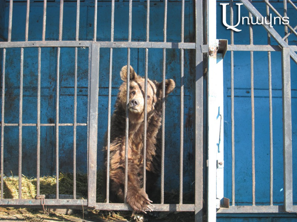 What is the problem of taking care of two bears, for which we feel ashamed all over the world?” The owner of the Gyumri zoo experiences hard psychological feelings (video, series of photos)
