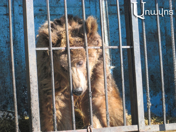 Masha and Misha bears born in Gyumri are transferred, three lions are left (series of photos)