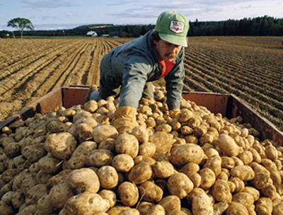 The potato producing farmers of Lori and Shirak regions temporary hold back mass potato sales