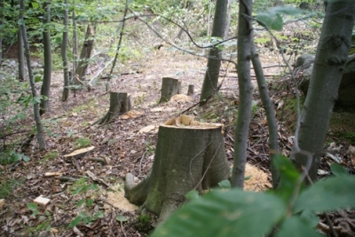 Taron Margaryan: Those engaged in illegal logging must be punished