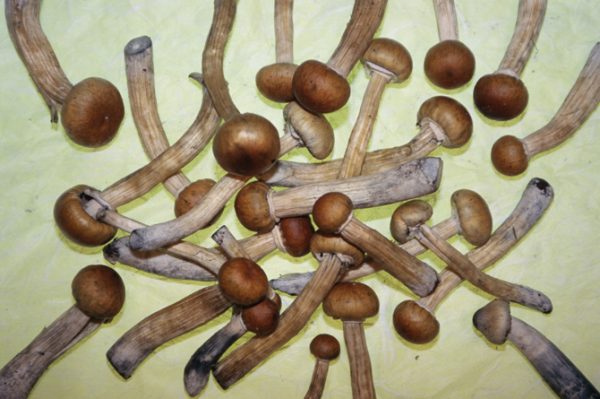 Psilocybin can help with anxiety from cancer