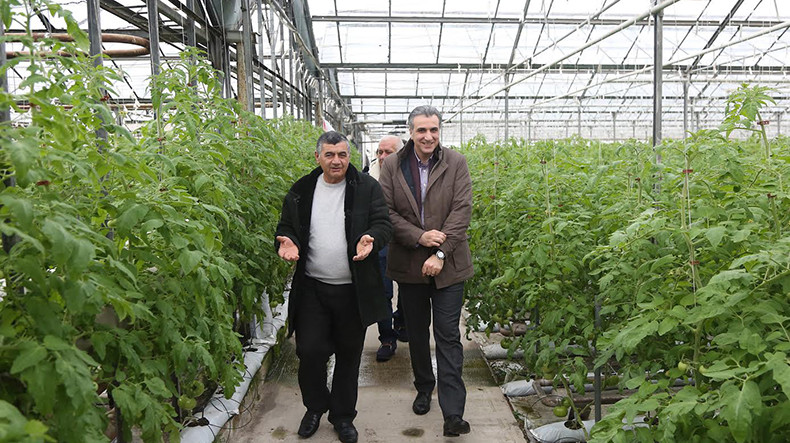 Rose greenhouse in Armenia claims to become the biggest in the world