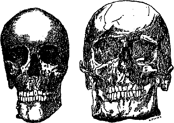 Skull shape not important