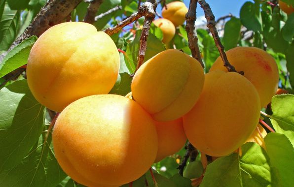 Armenian apricot exports grow on unprecedented scale