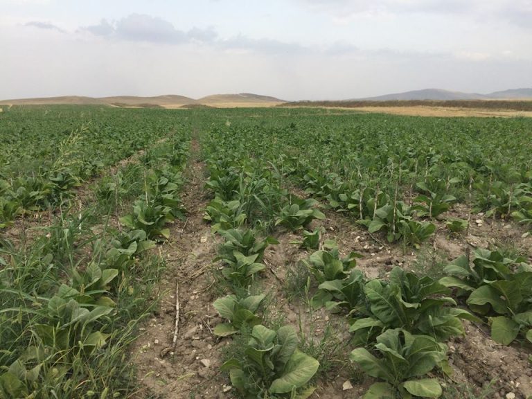 Tobacco production in Artsakh grows year after year
