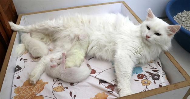 Van cat gives birth to three kittens through caesarian section