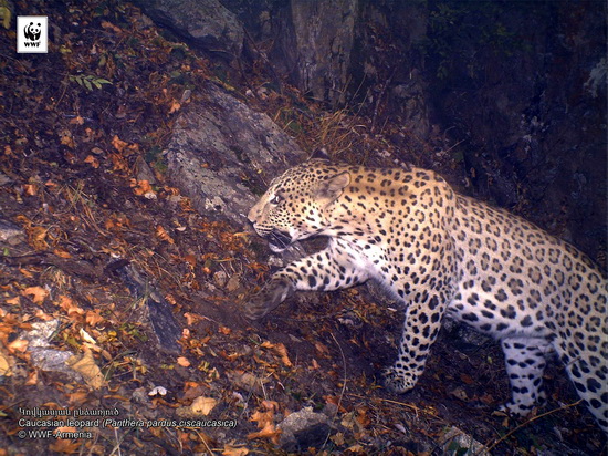 The King of Armenian Mountains, the Caucasian leopard, which is an “inhabitant” of the Red Book for many years, has been frequently remembered in recent years