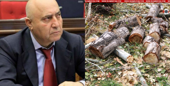 I have right to cut down trees I have planted: Ruben Gevorgyan on deforestation: araratnews.am