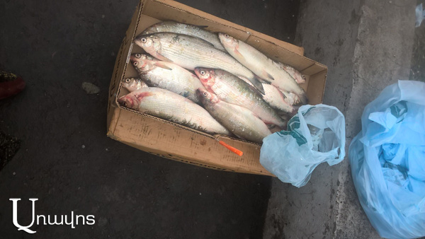 Banned whitefish in Yerevan’s streets