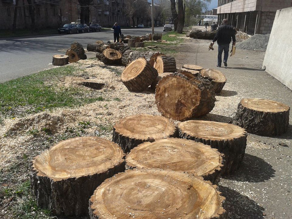 Department of Nature Protection and Subsoil Permits Cutting 7 Poplars in Vanadzor
