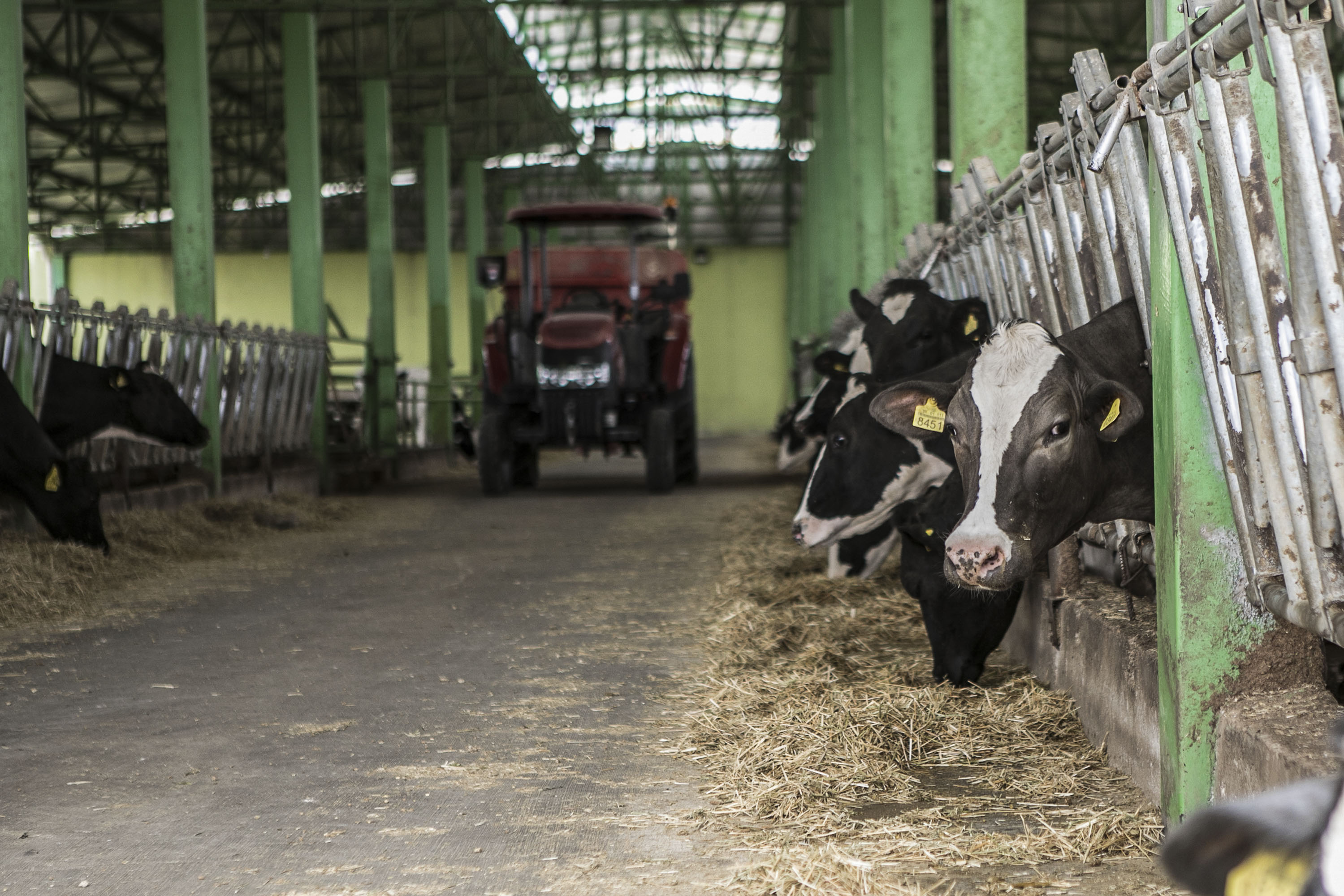 Dairy prices push the FAO Food Price Index up in May