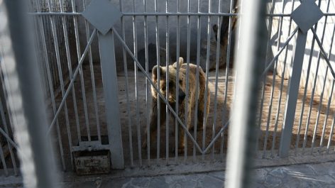 Manvel Grigoryan’s bear taken to Yerevan Zoo