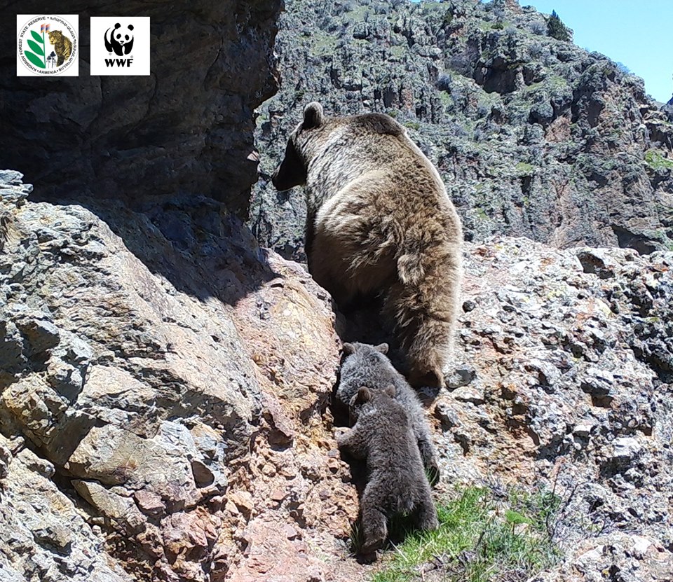 Camera Traps Captured a Brown Bear With Its Cubs In Khosrov Forest State Reserve
