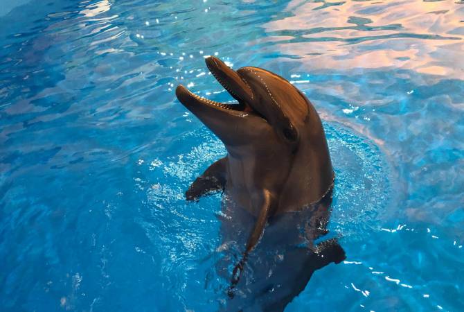 Gyumri city to inaugurate 300-seat dolphinarium