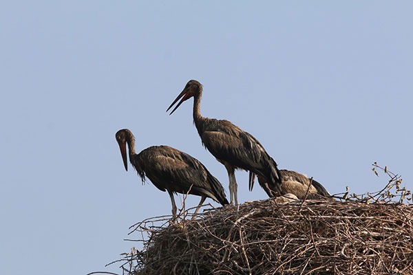 Storks affected by pollution in Yerevan
