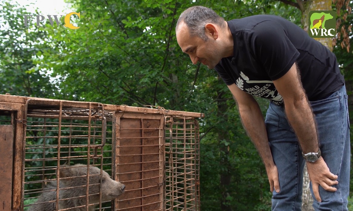 Don’t take their freedom: The rescue of Dilijan National Park bear cub