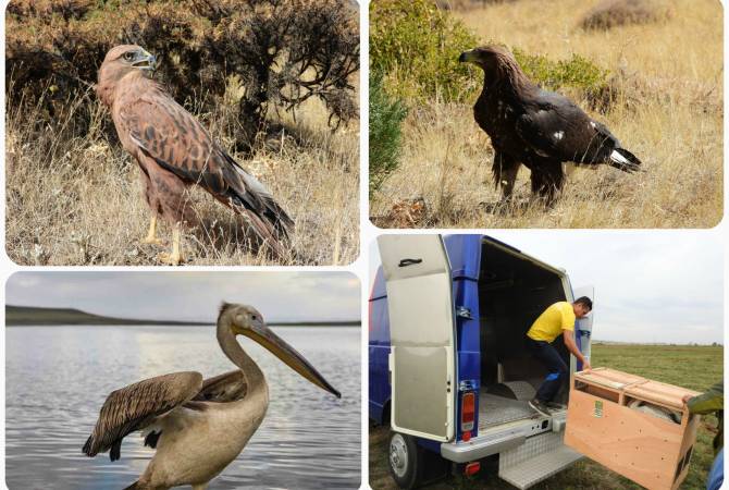 For the first time, Armenia releases into the wild endangered species of birds after treatment