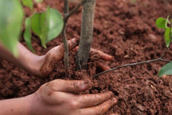 10 million trees to be planted in Armenia by October 10, 2020
