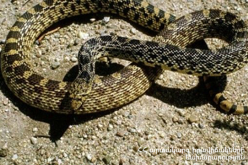 Snakes found in Yerevan