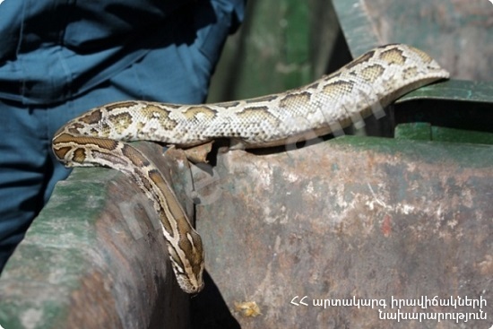 The rescuers caught 1 red-bellied racer