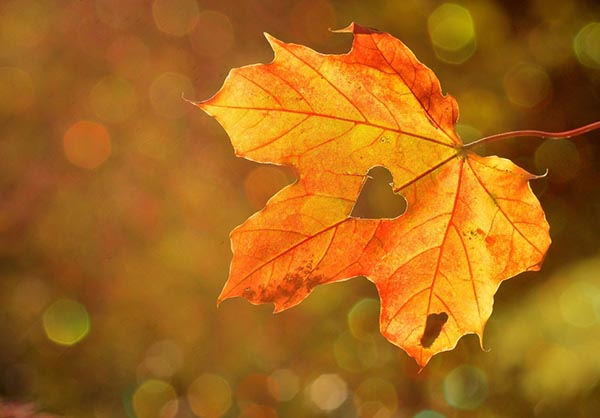 On November 14-17 the air temperature will gradually go down by 4-5 degrees