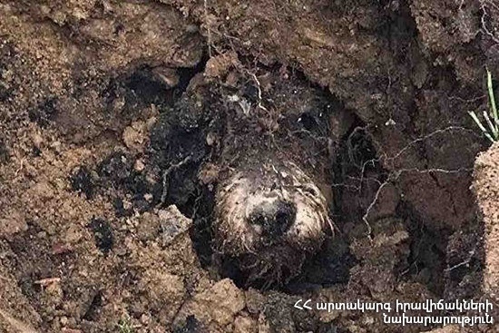 Rescuers carried the dog out of a hole