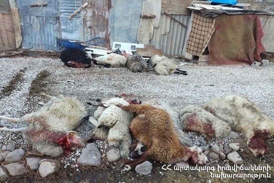 Wolves killed 27 sheep in the mountain near Martuni town