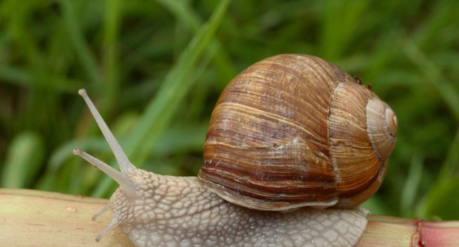 EU approves import of snails from Armenia