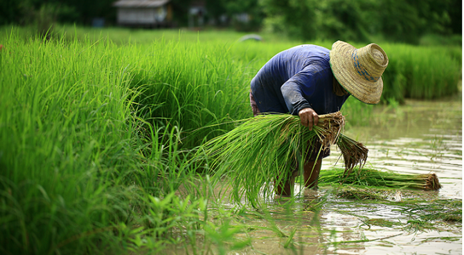 A rice farmer works in the field. © wanphen chawarung/Shutterstock