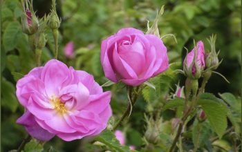 Armenian flower exports reach Ukrainian market