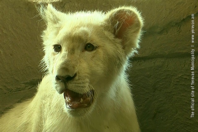 Yerevan Zoo has a new inhabitant