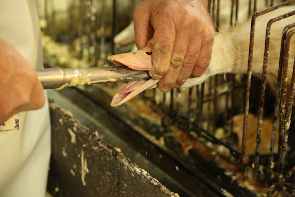 Foie Gras, force-feeding and the Madrid Principles