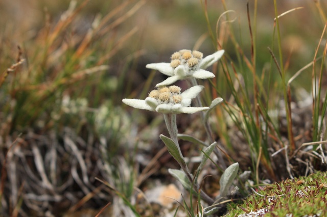 Artsakh and the Edelweiss