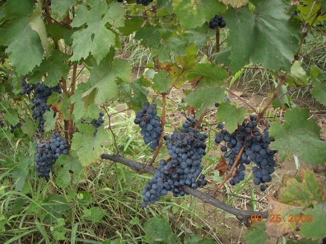 Grape processing problems and ways to solve them discussed at Government