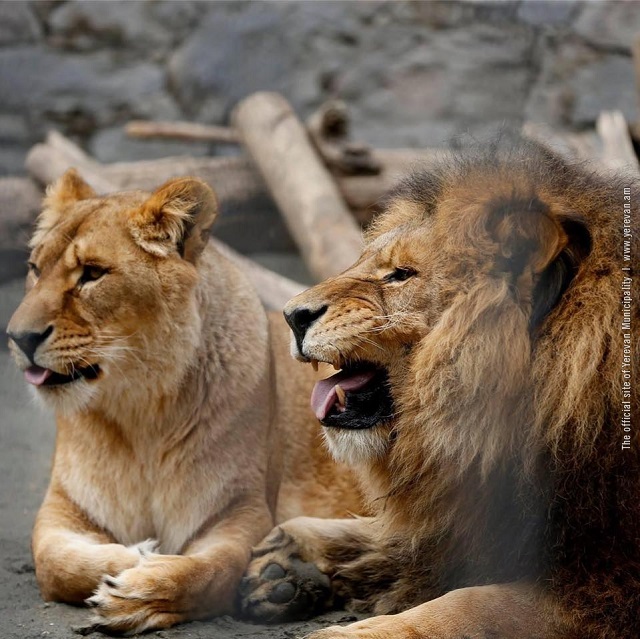 Yerevan Zoo is open throughout the year