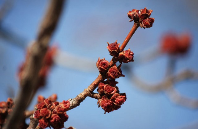 In the daytime of April 7, on 8-9 the air temperature will gradually go up by 7-9 degrees