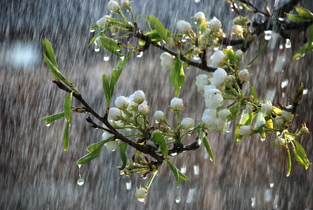 In the daytime of April 25 in separate regions short-term rain with thunderstorm is predicted
