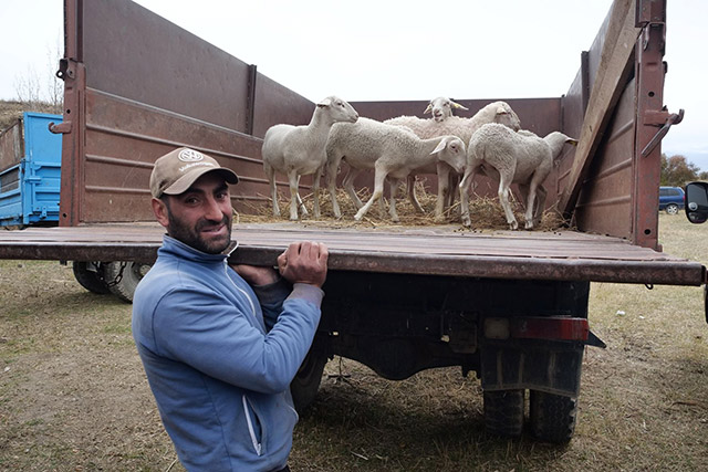 EU supplies hardy French sheep and rams to Armenian farmers