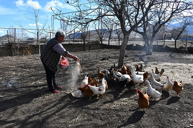 Through livestock and poultry feed FAO continues support for Armenian families with funding from the EU