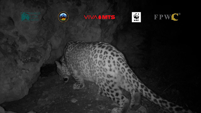 A new male leopard has been identified in camera trap footage from Armenia’s Caucasus Wildlife Refuge (Video)