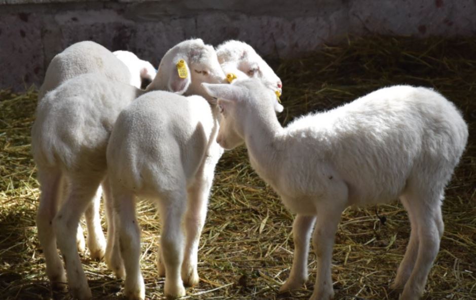EU Green Agriculture Initiative opens new centre for pedigree sheep breeding in Shirak region
