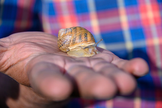 The first snail breeding farm was established in Armenia