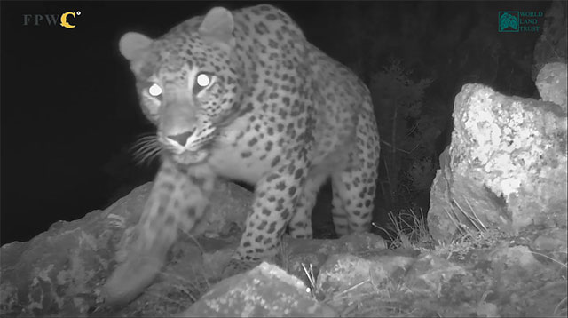 Two Persian leopards Neo and Nova passed through the Caucasus Wildlife Refuge (CWR) environmental protected territories and got captured on the trail cameras