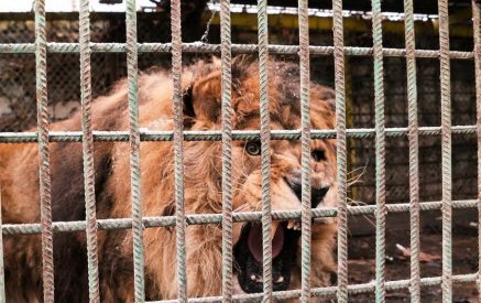 A lion named Ruben is returning to his homeland, South Africa