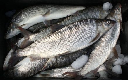 A large amount of damage has been set for the illegal hunting of whitefish, exceeding 150,000 AMD