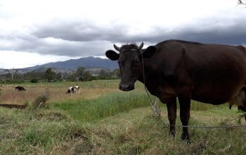 FAO Food Price Index declines in October, world cereal stocks set to reach record high