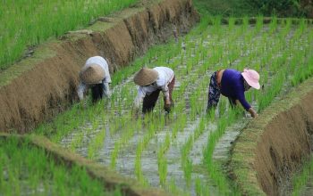 FAO Food Price Index dips in December despite higher world cereal quotations
