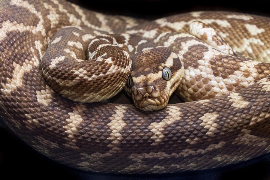 Python Metabolite Could Lead to New Appetite-Suppressing Obesity Drugs